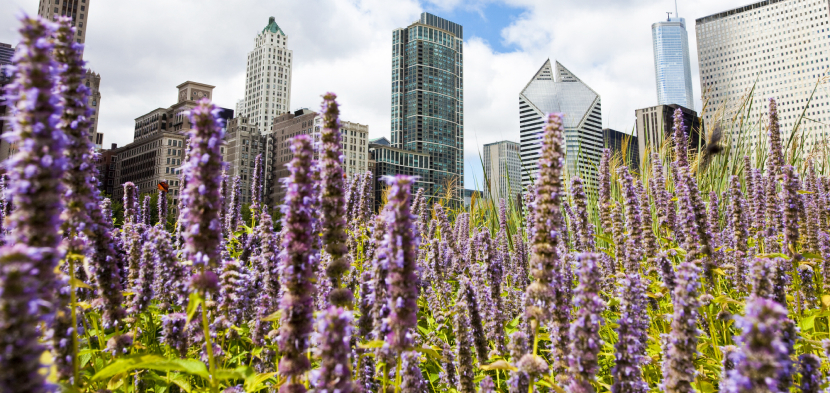 millennium park hidden garden