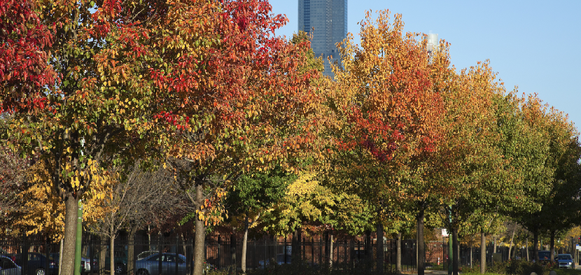 inner chicago is fabulous in fall